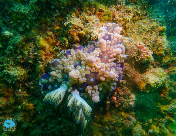 Lặn ngắm san hô – trải nghiệm mới cho du khách đến Cô Tô