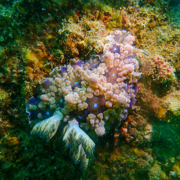 Lặn ngắm san hô – trải nghiệm mới cho du khách đến Cô Tô
